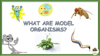 Model Organisms
