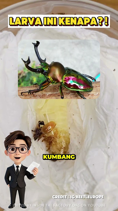 Larva Ini Kenapa‼️🤯 #shorts #viralvideo