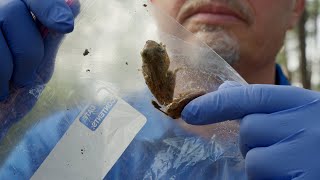 Deadly rat lungworm parasite has spread to invasive Cuban treefrogs in Florida