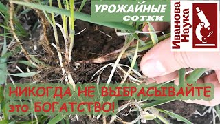 ТРОЙНАЯ ПОЛЬЗА! БОГАТСТВО под ногами! Злостный сорняк - для богатых урожаев!