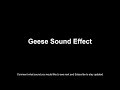 Geese Sound Effect