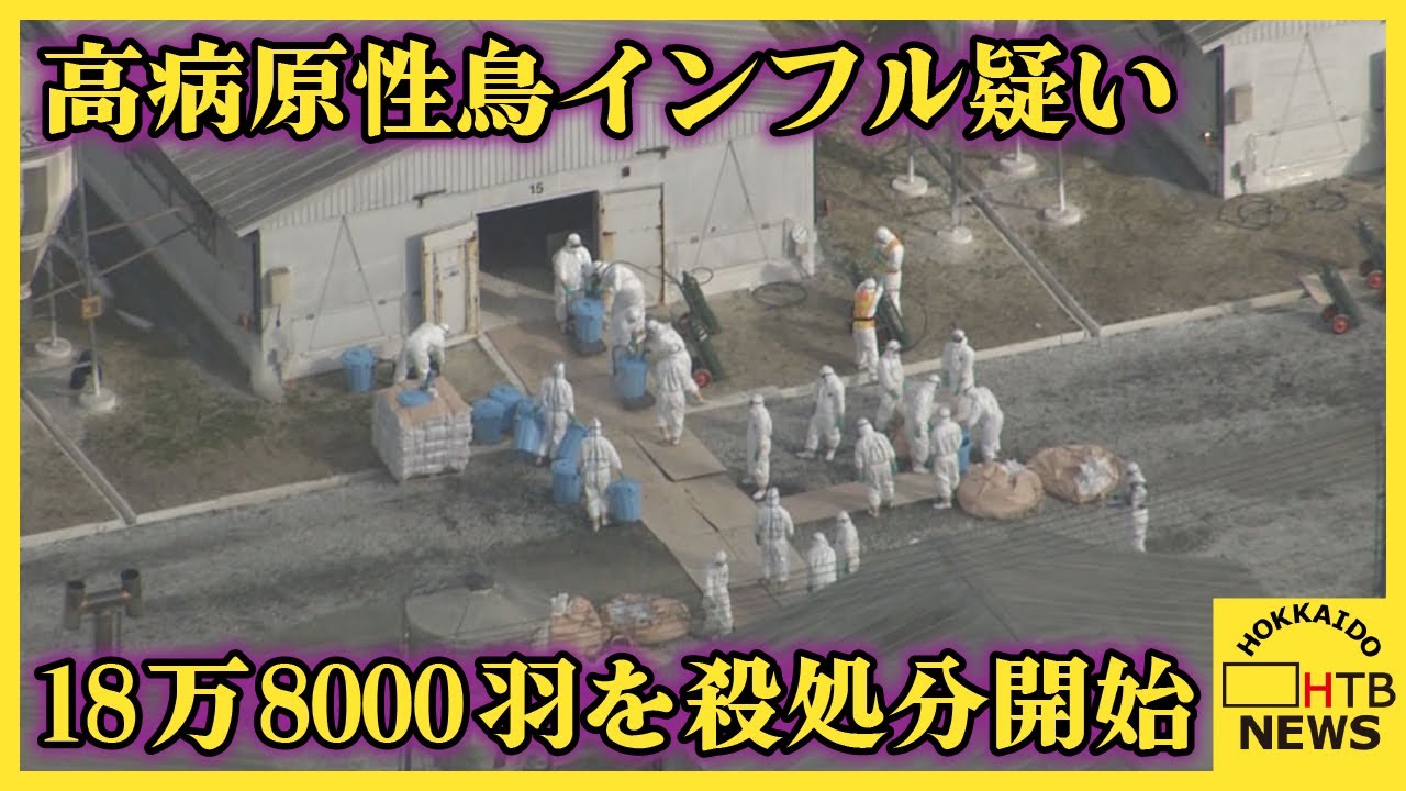 安平町 高病原性鳥インフルエンザの疑い ニワトリ18万8000羽の殺処分を