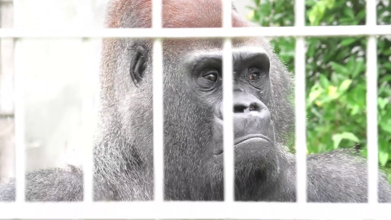 最高齢のシルバーバック　タロウ　日本モンキーセンター　ニシゴリラ