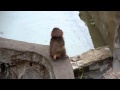 Feet the Japanese macaque baby "Fallen in a pool" : ニホンザルの赤ちゃん「ボク、落ちちゃいました」＠上野動物園 - DSCN3431