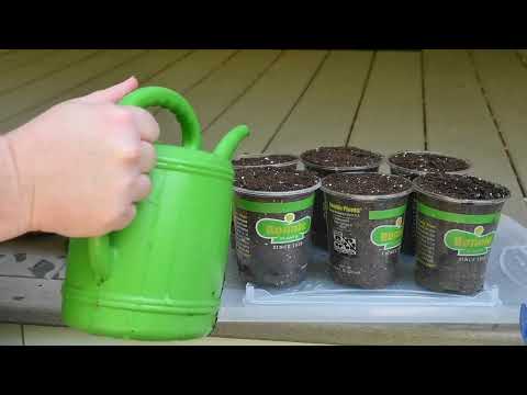 Propagating Rhododendron How To Propagate A Rhododendron Plant