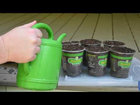 Video: When to take Milkweed-sticklingar – Hur man odlar Milkweed från sticklingar