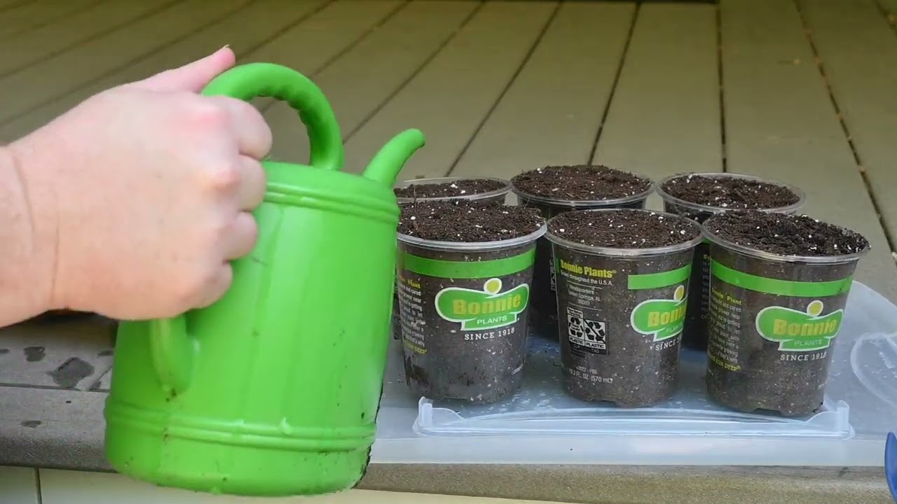 Размножение рододендрона черенками