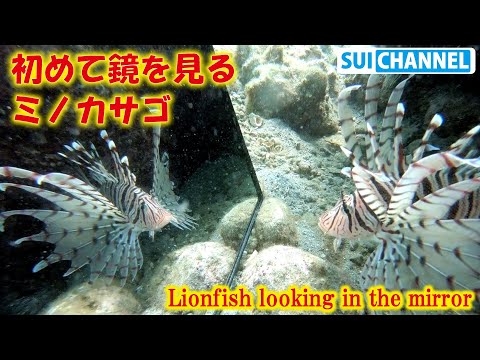 危険な毒針を持つミノカサゴに水中で鏡を見せる！その反応は？！