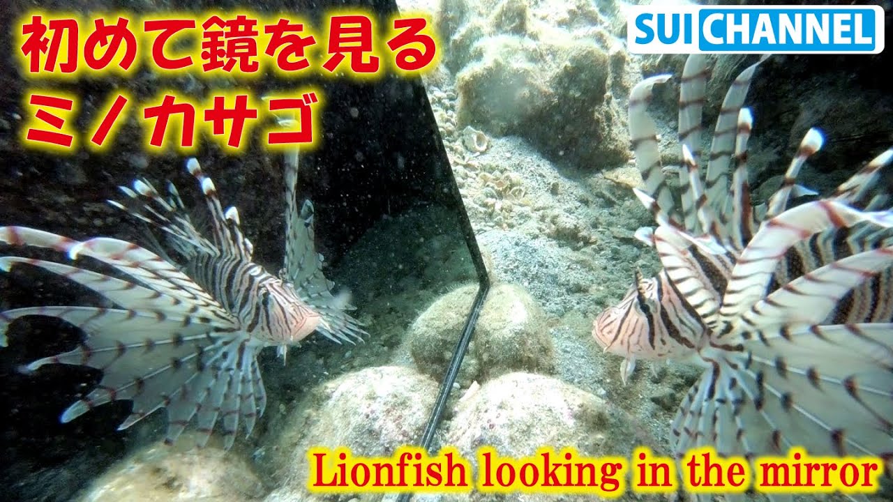 危険な毒針を持つミノカサゴに水中で鏡を見せる その反応は Youtube