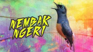 IRAMA LAGU TERBAIK MURAI BATU GACOR DOR