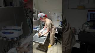 Вет Врач Анестезиолог Переверзева Екатерина Александровна