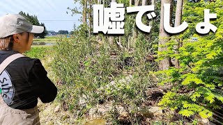 【古民家再生233】草刈りとんでもない量が伸びました...Restoration of old houses and country life