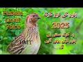 Batair Ki New Kirak 2025 Female Quail Voice Batair Ki New Kirak 2025 Female Quail Voice