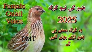 Batair Ki New Kirak 2025female Quail Voice