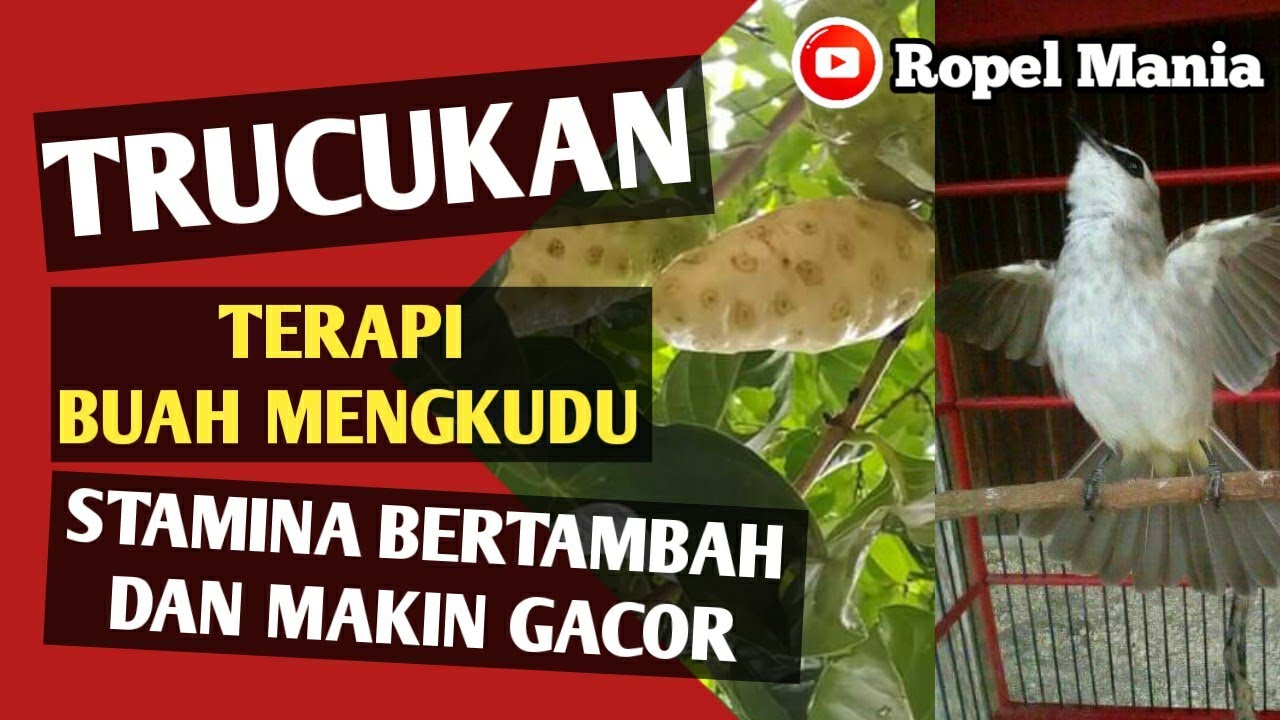 Terapi Buah Mengkudu Untuk Burung Trucukan