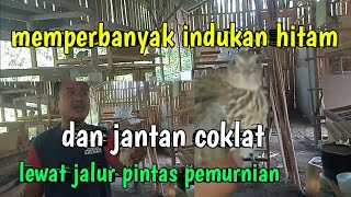 cara memperbanyak indukan hitam dan coklat