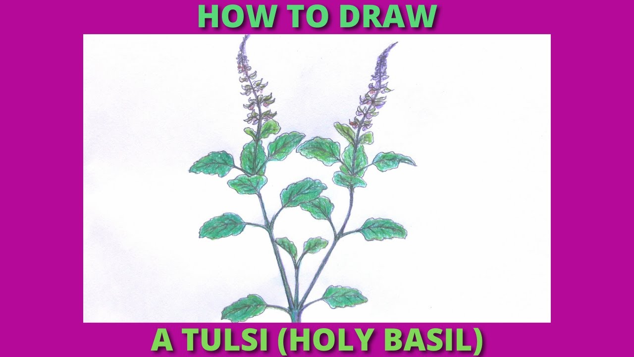 how to draw a tulsi plant | step by step draw basil plant - YouTube