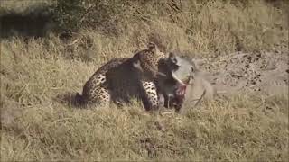 Leopard Kills 2 Warthog Mother and Baby   Wild Animals Fight To The Death 77 5vkFOhlI