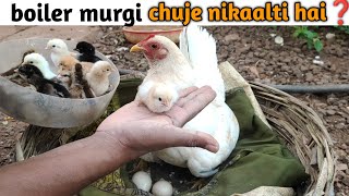 hen hatching eggs | boiler murgi ko ando par baithne ka tarika | murgi ke bacche