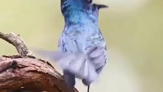 Download Lagu Masteran Burung Keren - Ragam Suara Burung Yang Indah MP3 Download Lagu Masteran Burung Keren - Ragam Suara Burung Yang Indah MP3