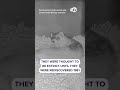 Black-footed ferrets born at a Smithsonian National Zoo