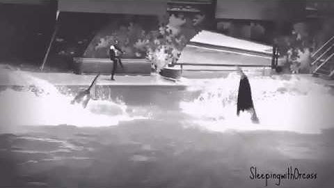 Everything Has changed::Deceased orca Mep, Taima, part 7