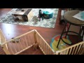 Kitten party!