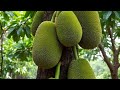 𝗝𝗔𝗖𝗞 𝗕𝗨𝗗𝗗𝗜𝗡𝗚 𝗗𝗘𝗠𝗢𝗡𝗦𝗧𝗥𝗥𝗔𝗧𝗜𝗢𝗡 #jack #fruit #plants #budding 