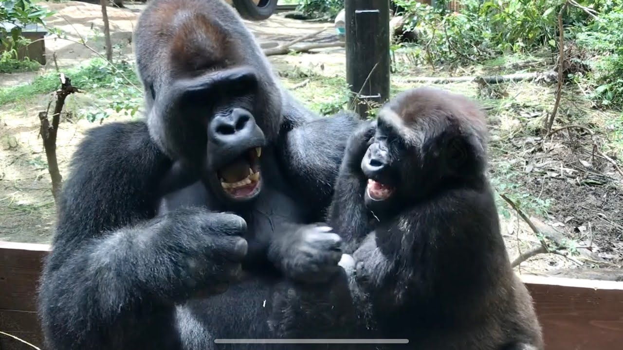 父に挑み続ける長男 2018⭐️ゴリラ gorilla【京都市動物園】Gentaro