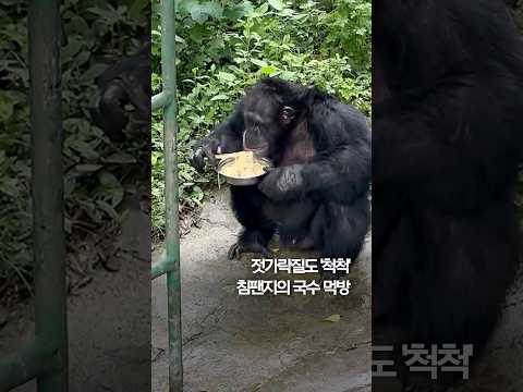 젓가락질도 &amp;#39;척척&amp;#39;…침팬지의 국수 먹방 #shorts