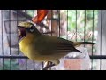 Terapi Gacor Pleci Bukpar Isian Zipper Kenari Dan Kolibri Ngeroll Mp3 - Mp4 Download