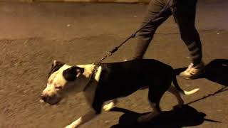 Apollo Amerikan Staff Pitbul Akşam Gezisi.