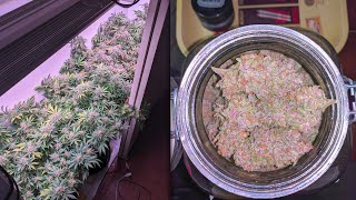 How I Grew Organic Cannabis In My Closet: God Bud and Strawberry Cough Strains