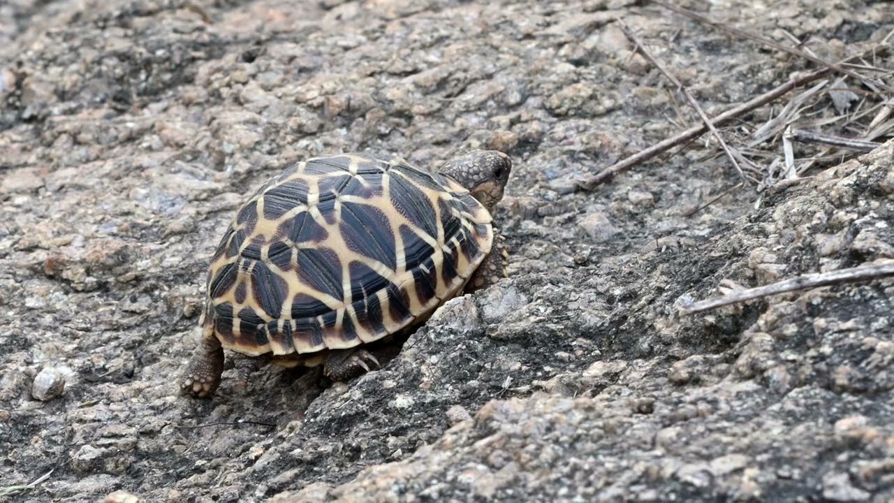 Indian Star Tortoise (Geochelone elegans) 27 Apr 2025, UoH