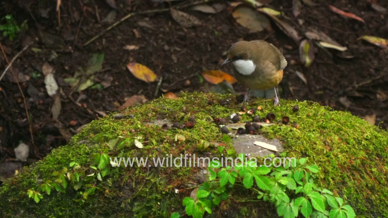 Two White-throated laughingthrush forage together on green-covered rocks