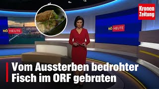 Vom Aussterben bedrohter Fisch im ORF gebraten  | krone.tv NEWS