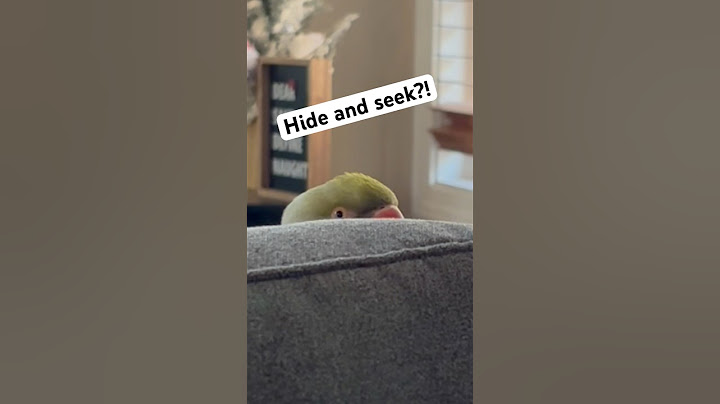 He’s playing hide and seek! 🙈 #talkingbird #talkingparrot #cuteanimals #funnyanimals #couple