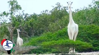 Worlds Only Female White Giraffe And Baby Killed In Kenya