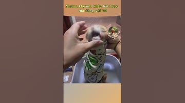 Những khoảnh khắc hài hước của động vật P2 #kienthuc #dongvat #funny #shorts