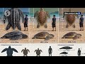Third leatherback landing in T'ganu this month renews conservation hopes