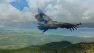 Leo Rojas    El Condor Pasa