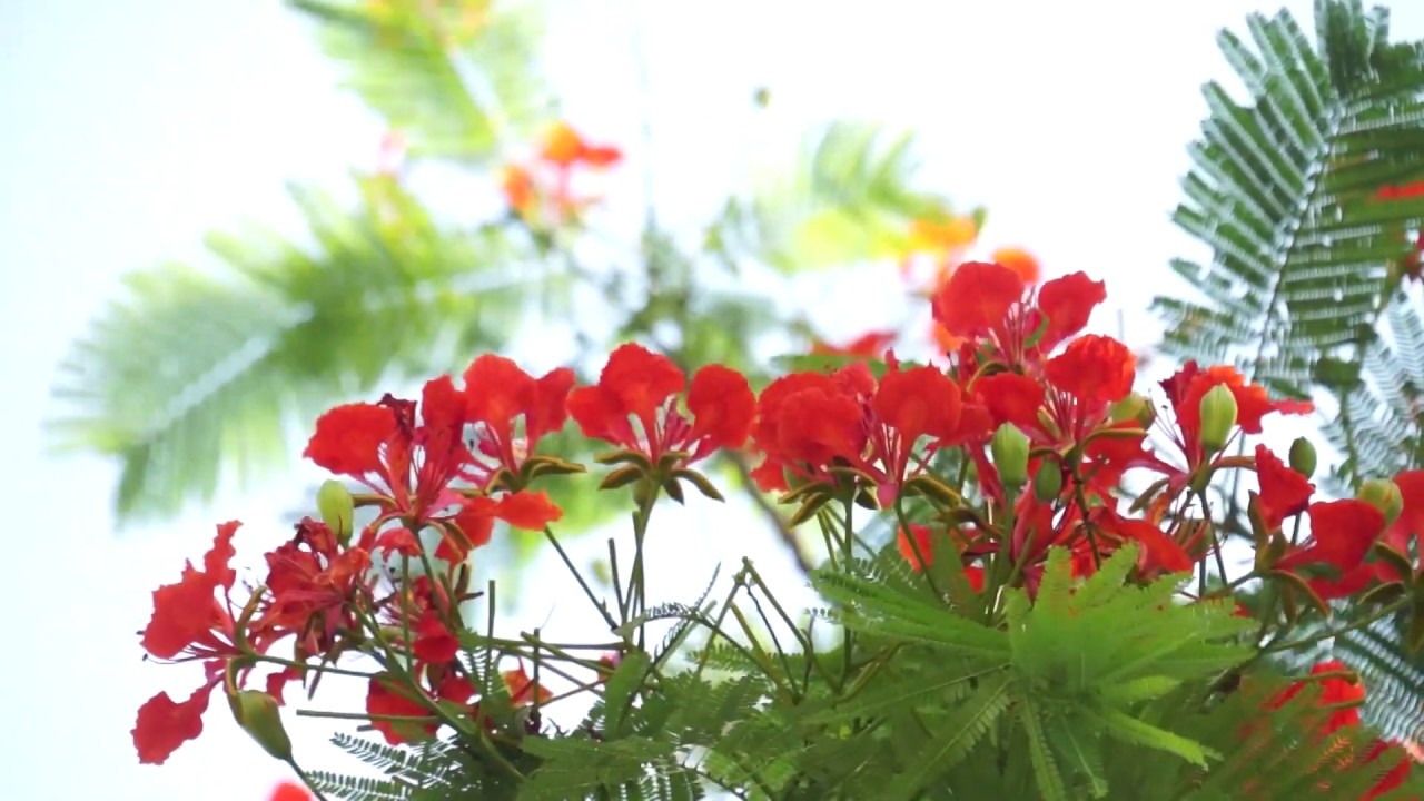 Hoa Phượng: Hoa Phượng là một trong những loài hoa quốc hoa của Việt Nam. Hãy thưởng thức cảnh đẹp của hoa Phượng trên hình ảnh này. Xem hình ảnh và cảm nhận sự thăng hoa và tinh khiết của hoa Phượng.