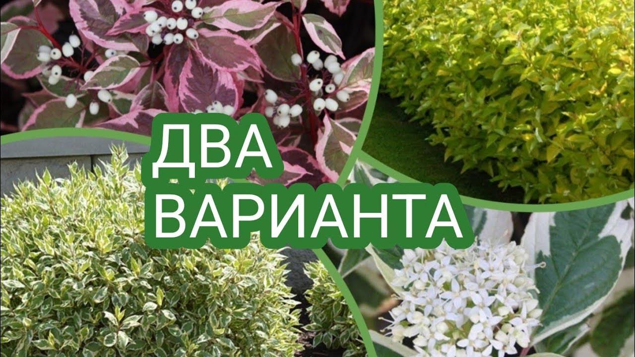 КАК ОБРЕЗАТЬ ДЁРЕН. - YouTube