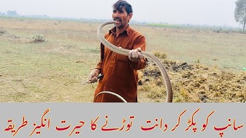 primitivete Technology | Snake catching in hole | How to Remove snake teeth