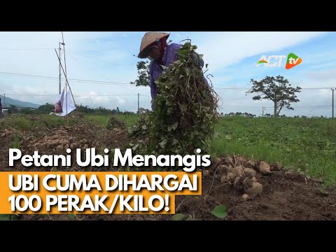 Harga Ubi Cilembu Dari Petani