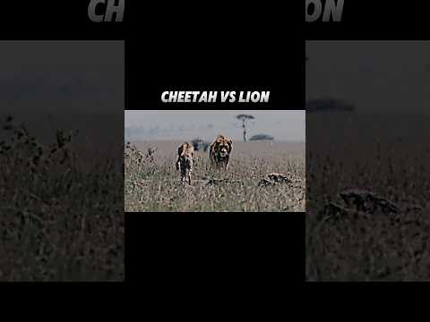 Cheetah vs lion