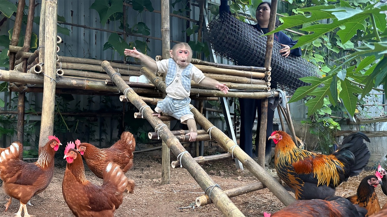 So Hilarious! Lala has taken over the chickens' bamboo house and made it her home!