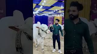 Maweshi mandi karachi || Eid UL Adha || Qurbani2022