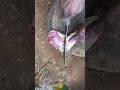 Village cooking Grandma cutting chicken #cooking #dinnerideas #food