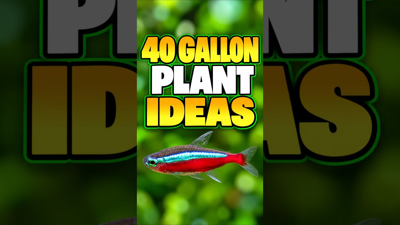 Some Great Plants For 40 Gallon Planted Aquariums!